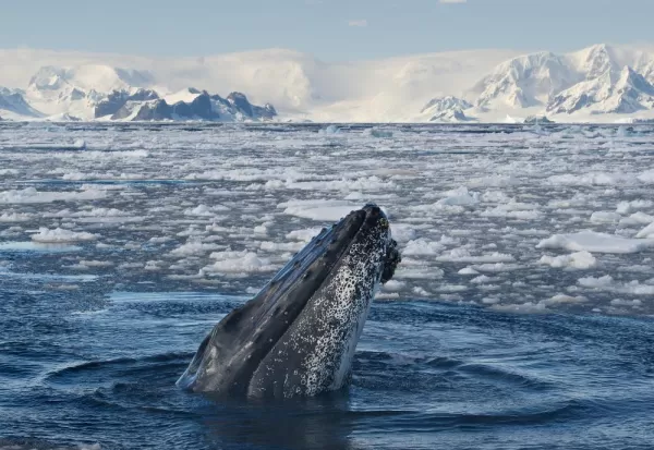 Humpback whale emerges from polar waters