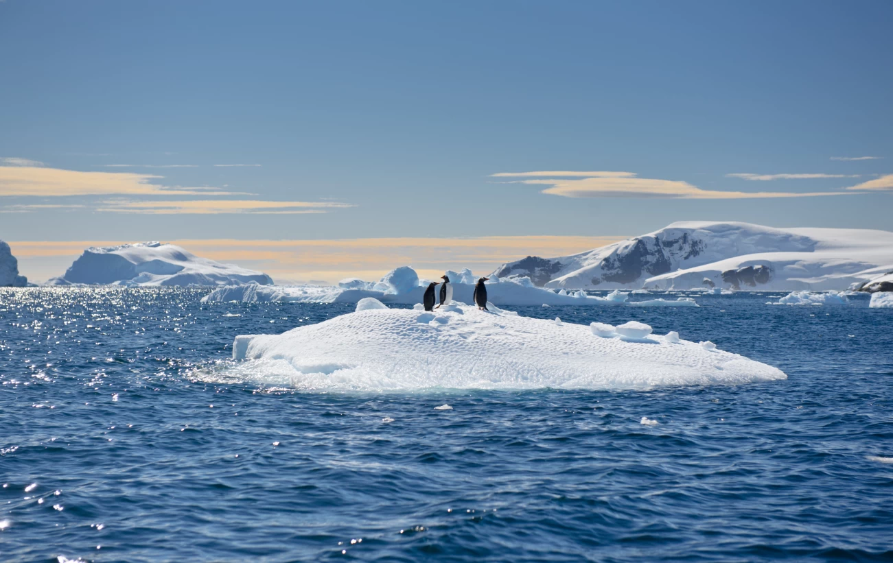 Penguins gather on an iceberg