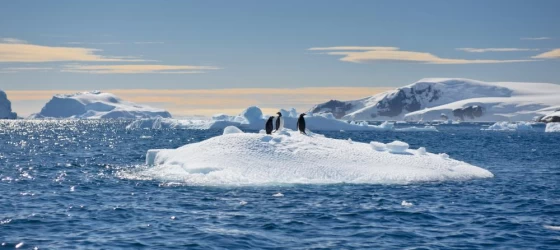 Penguins gather on an iceberg