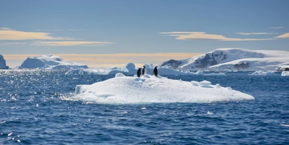 Penguins gather on an iceberg