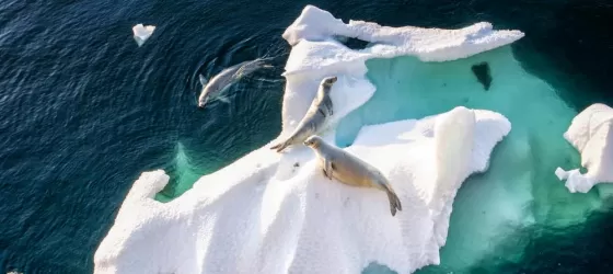 Seals rest on a floating piece of ice