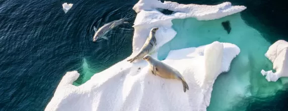 Seals rest on a floating piece of ice