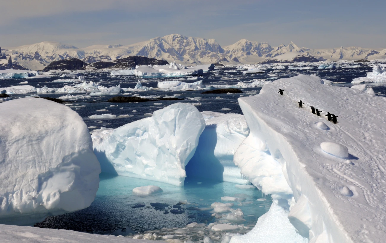 Penguins make their way up an icy slope