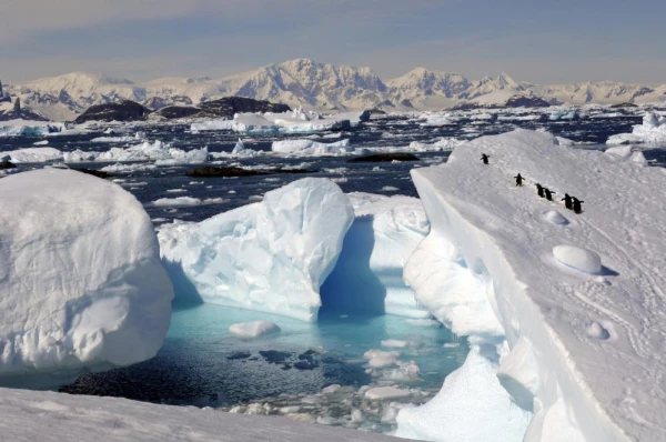 Penguins make their way up an icy slope