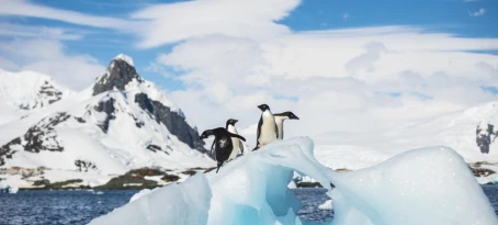 Penguins on an ice formation