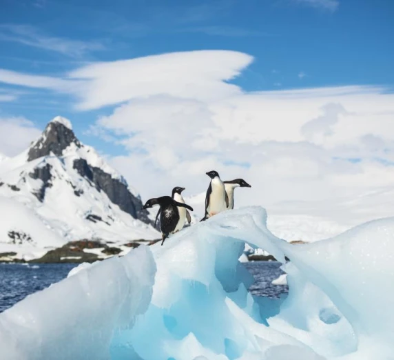 Penguins on an ice formation