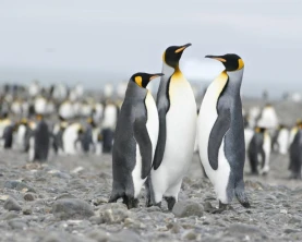 King penguins on South Georgia