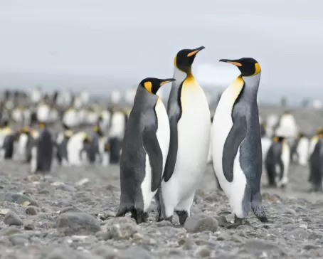 King penguins on South Georgia