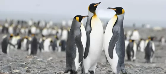 King penguins on South Georgia