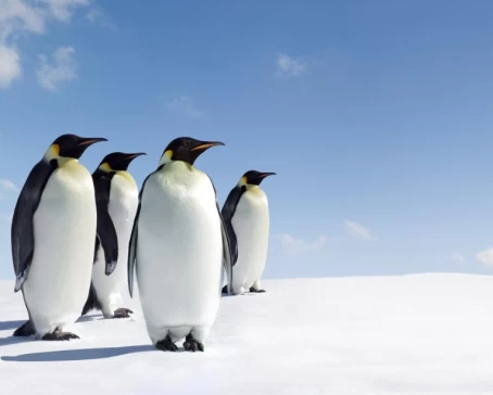 Emperor penguins in Antarctica