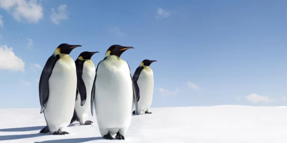 Emperor penguins in Antarctica