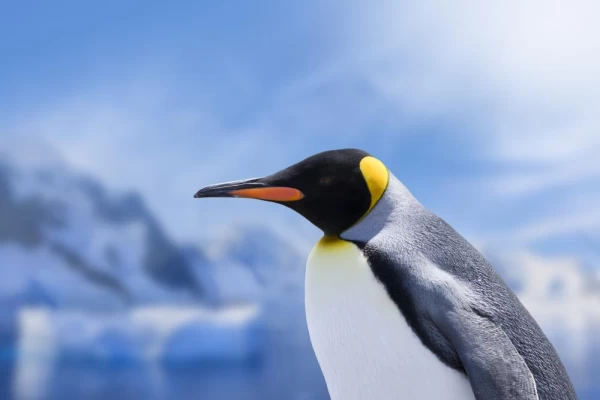 King penguin in Antarctica