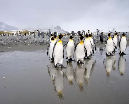 King penguins on South Georgia