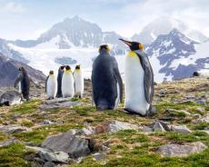 King penguins on South Georgia