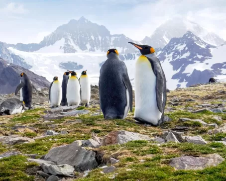 King penguins on South Georgia