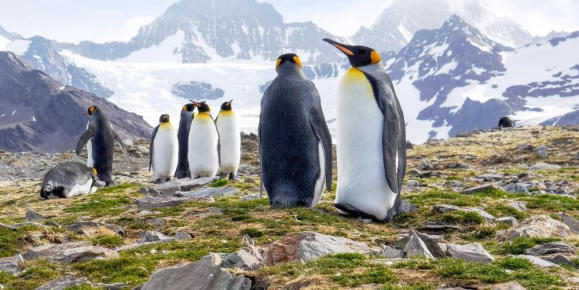 King penguins on South Georgia