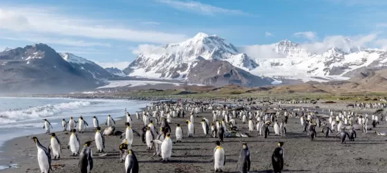A colony of king penguins on South Georgia