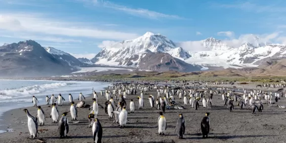 A colony of king penguins on South Georgia