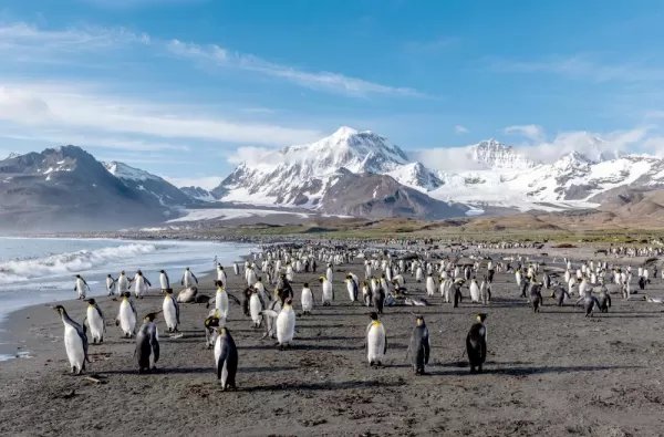 A colony of king penguins on South Georgia