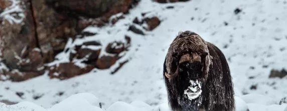 Musk Ox roaming the Northwest Passage