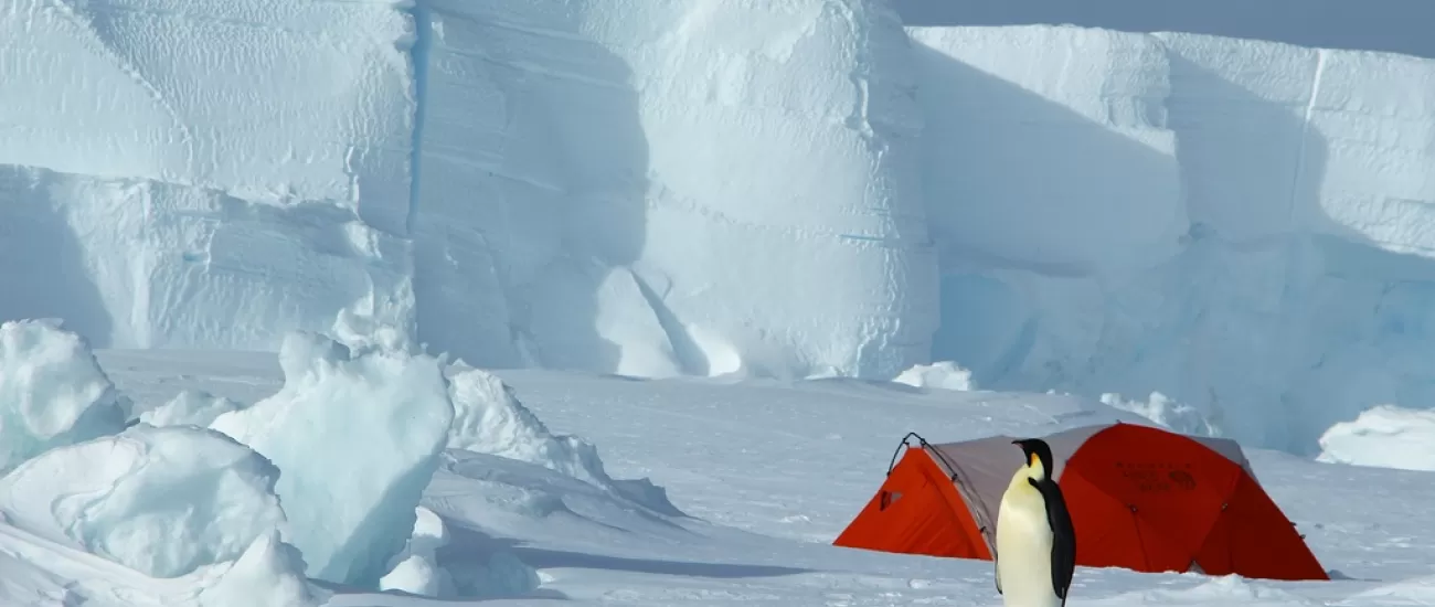 Penguin at Gould Bay Camp. Courtesy Russ Hepburn, Antarctic Logistics & Expeditions