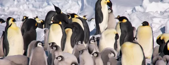 Emperor penguins at Gould Bay Camp. Courtesy Russ Hepburn, Antarctic Logistics & Expeditions