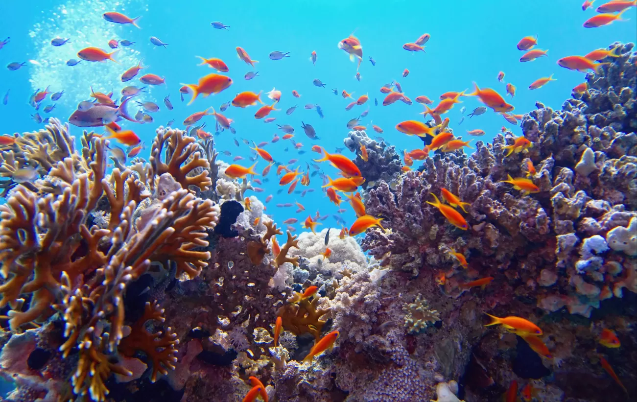 Explore the wonder of coral reefs