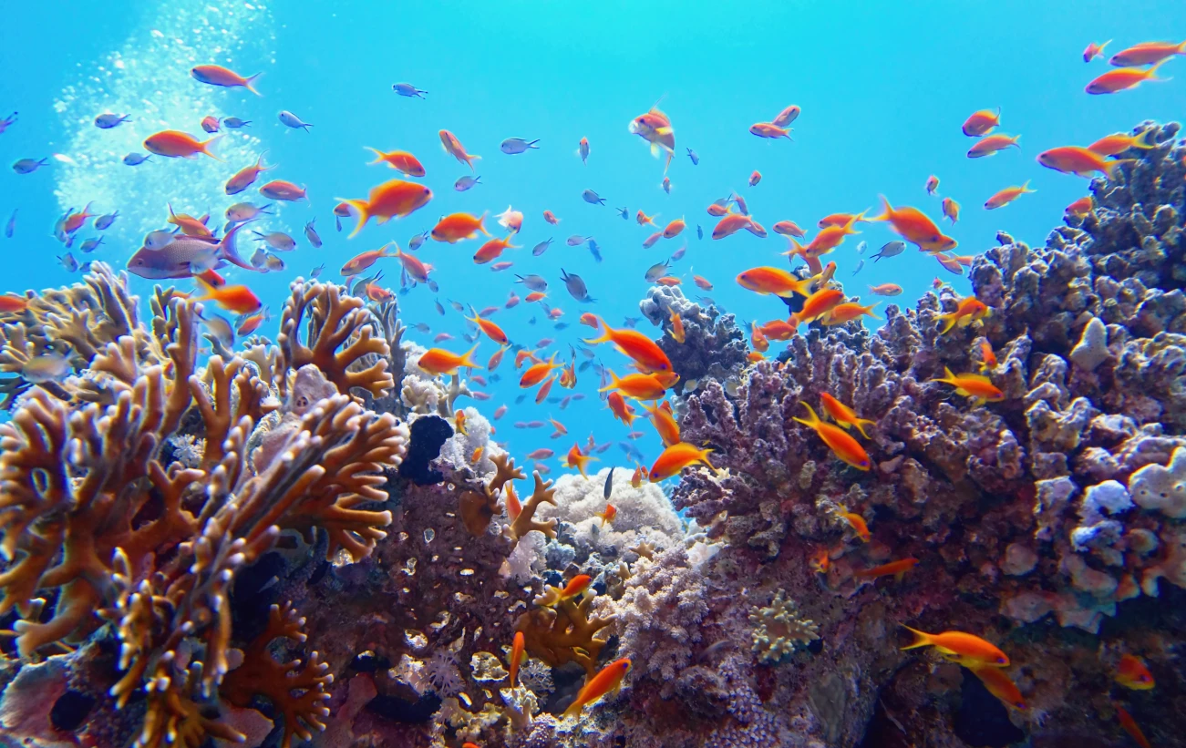 Explore the wonder of coral reefs