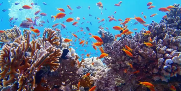 Explore the wonder of coral reefs