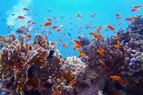 Explore the wonder of coral reefs