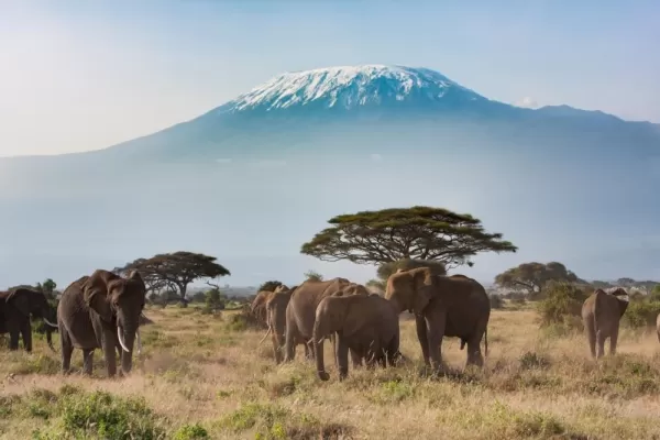 Elephants on the plains surrounding Kilimanjaro