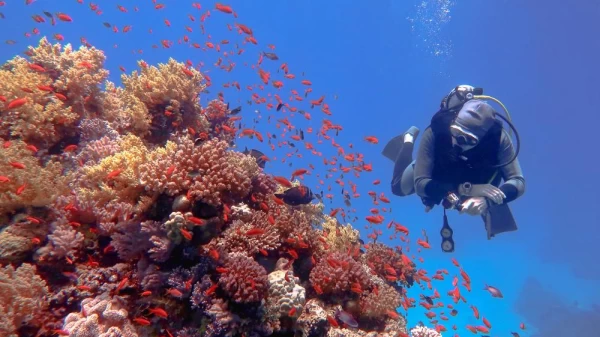Explore vibrant coral reefs