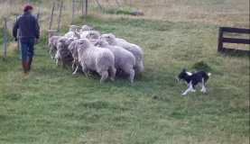 A Gaucho & His Dog Herding Sheep