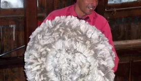 One Sheeps Coat
