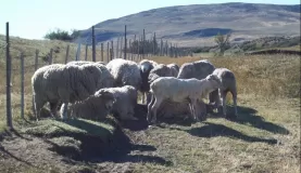 A Naked Sheep and His Buddies