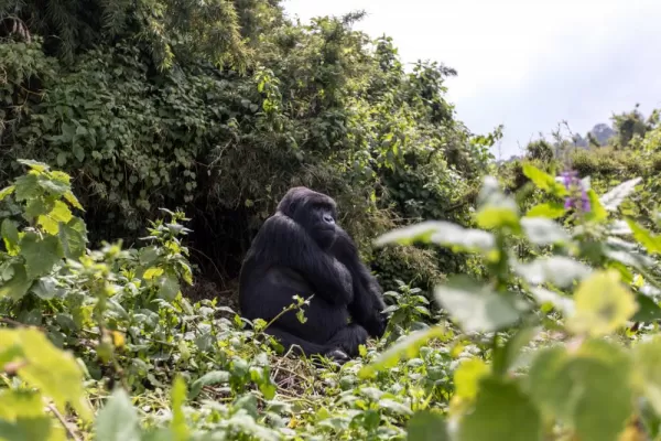 A mountain gorilla in Volcanoes, Rwanda