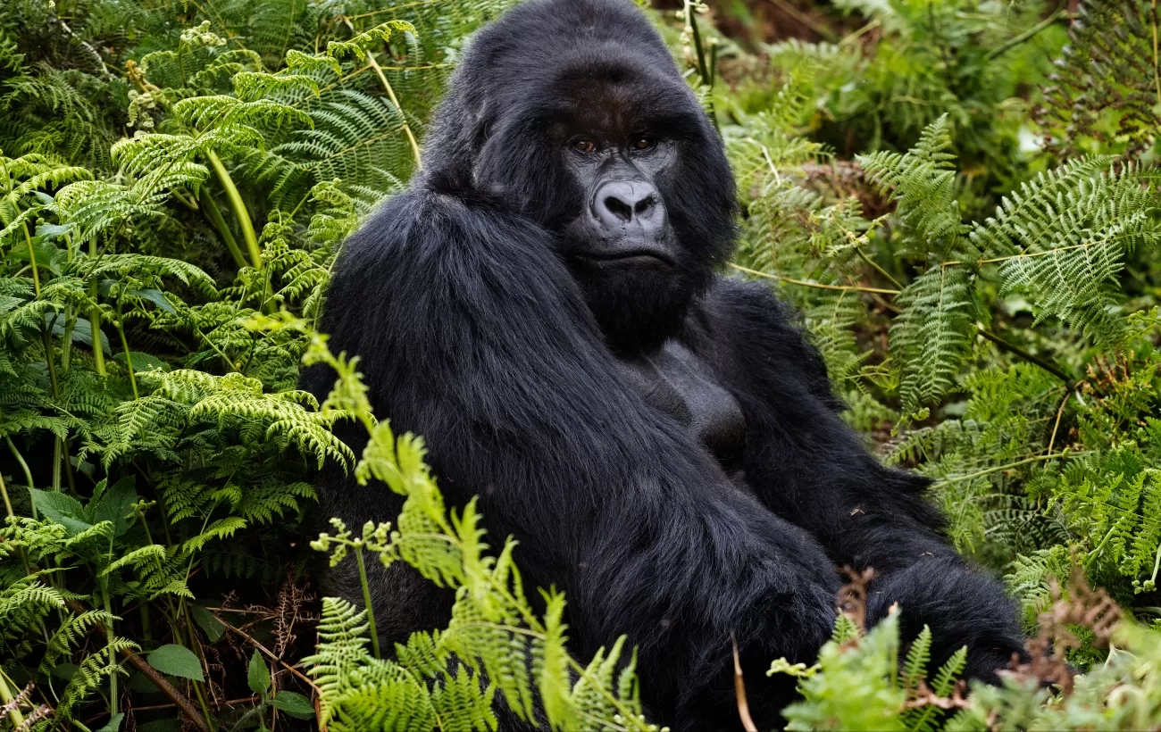 A large mountain gorilla sits among the bush in Volcanoes
