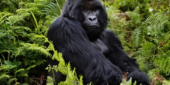 A large mountain gorilla sits among the bush in Volcanoes