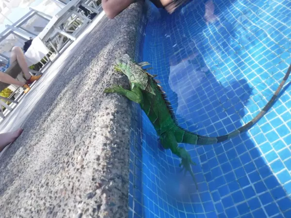 Iguana in Pool at Puerto Vallarta
