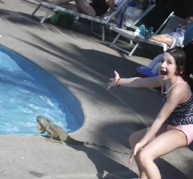 Iguana in Puerto Vallarta
