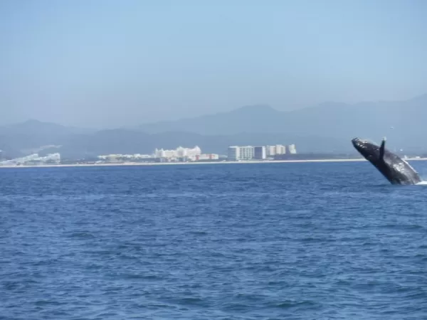 Humpback Whale Puerto Vallarta