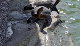 Turtles in Puerto Vallarta