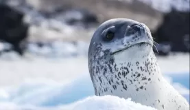 A leopard seal peeks at us over ice