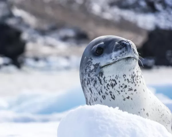 A leopard seal peeks at us over ice