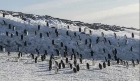 Visiting a colony of Adelie penguins!