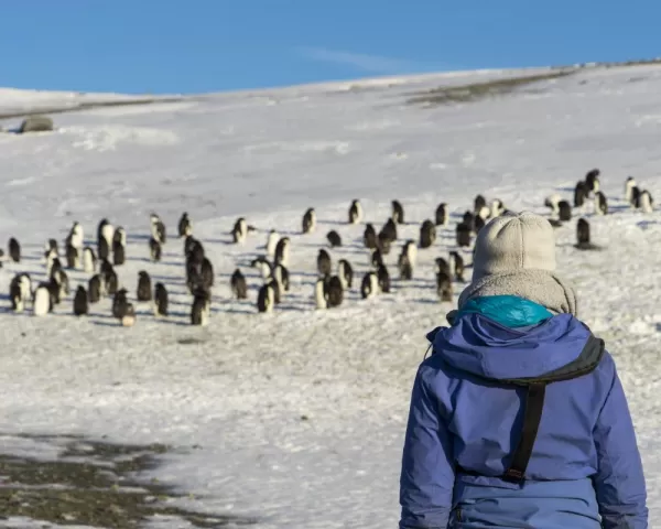 Admiring Adelie penguins