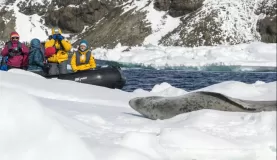 Finding a leopard seal snoozing on ice