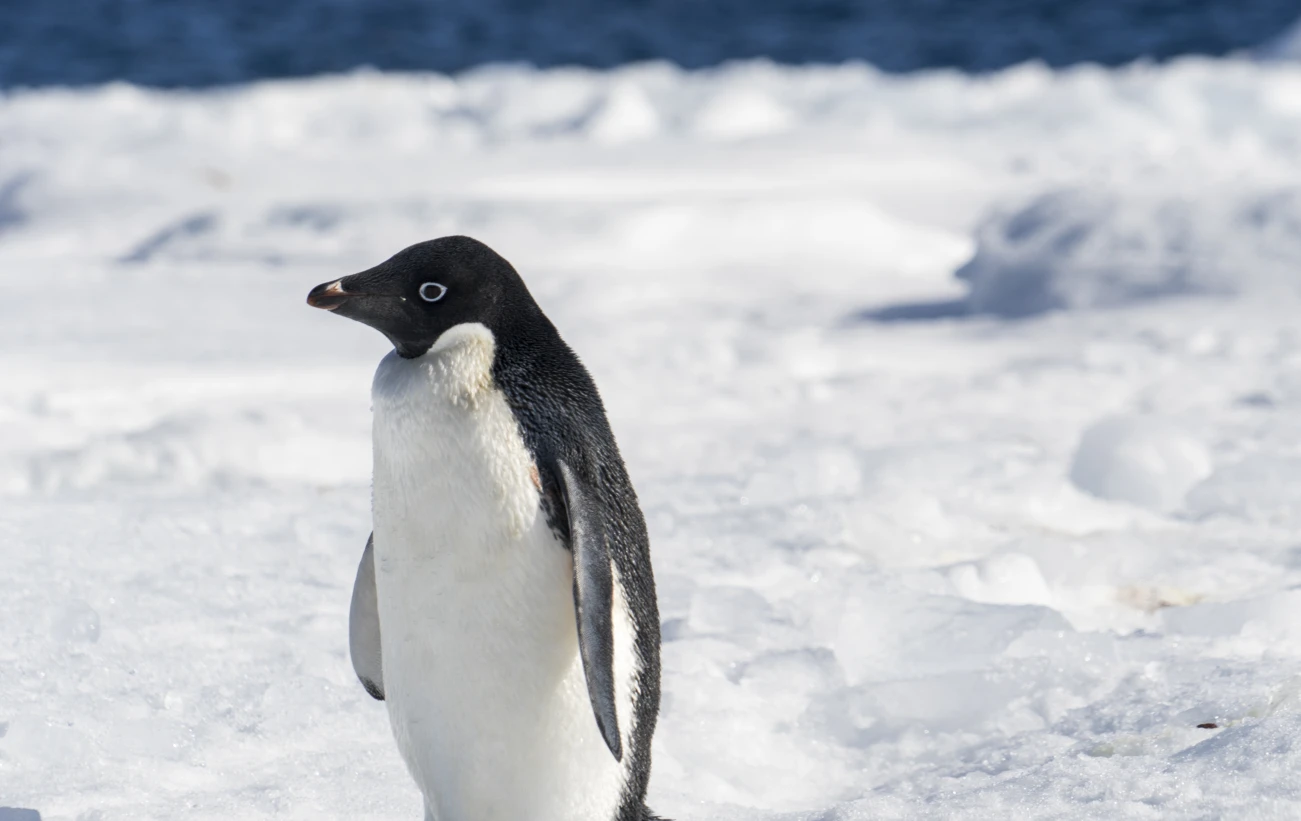 A lone Adelie penguin on an ice floe