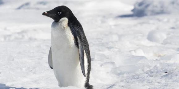 A lone Adelie penguin on an ice floe