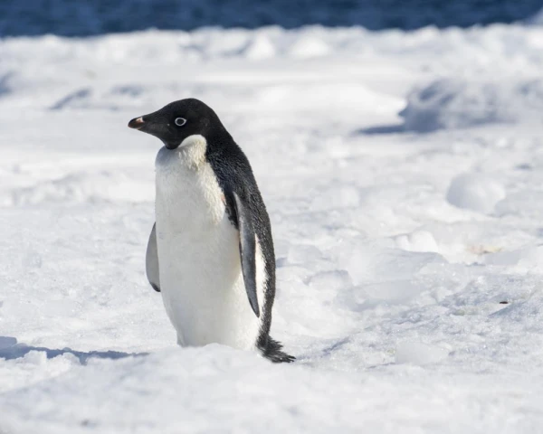 A lone Adelie penguin on an ice floe